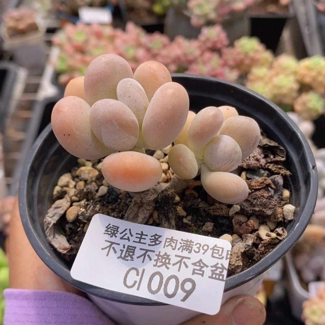 橙雪球5cm1009多肉植物