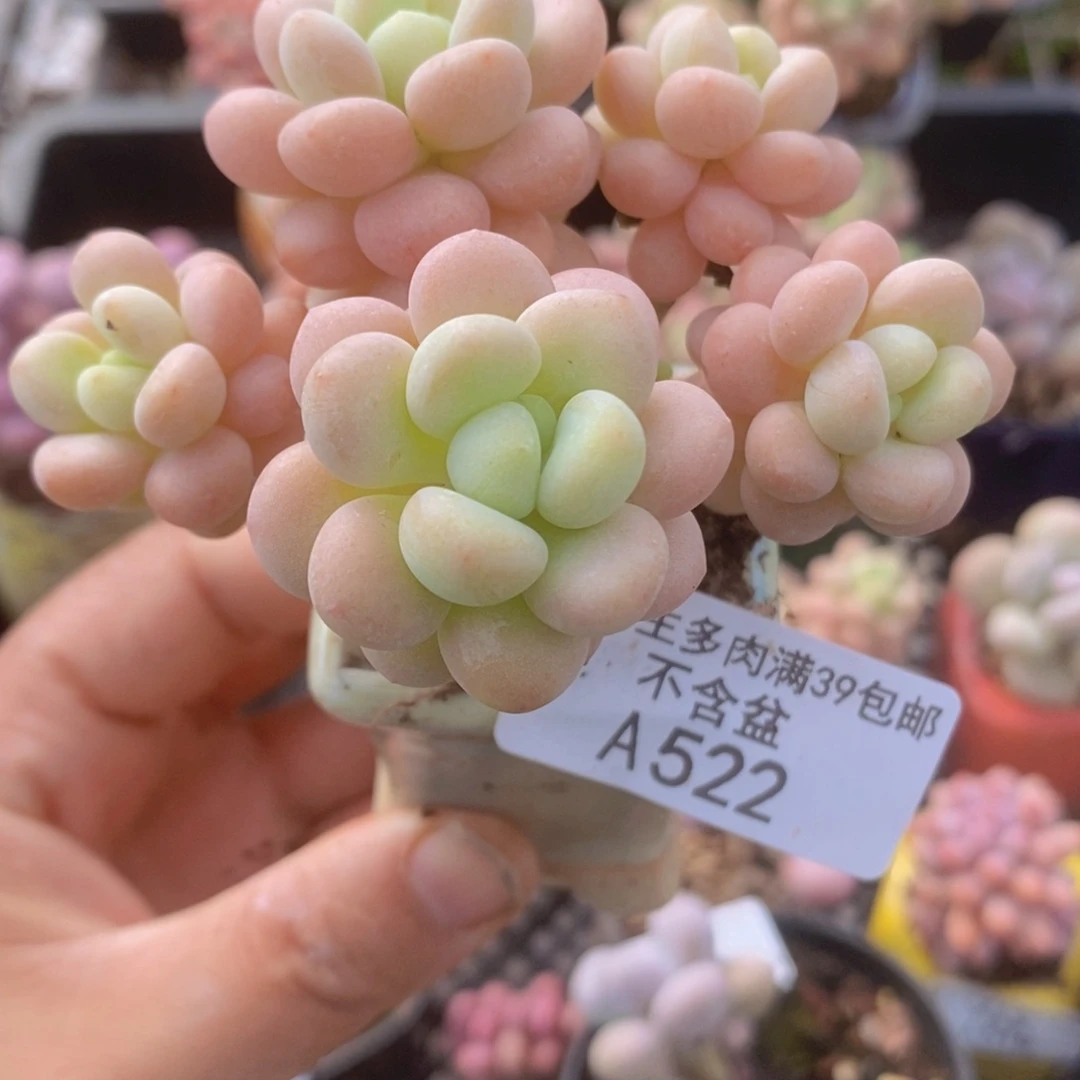 洛可可7cm522多肉植物