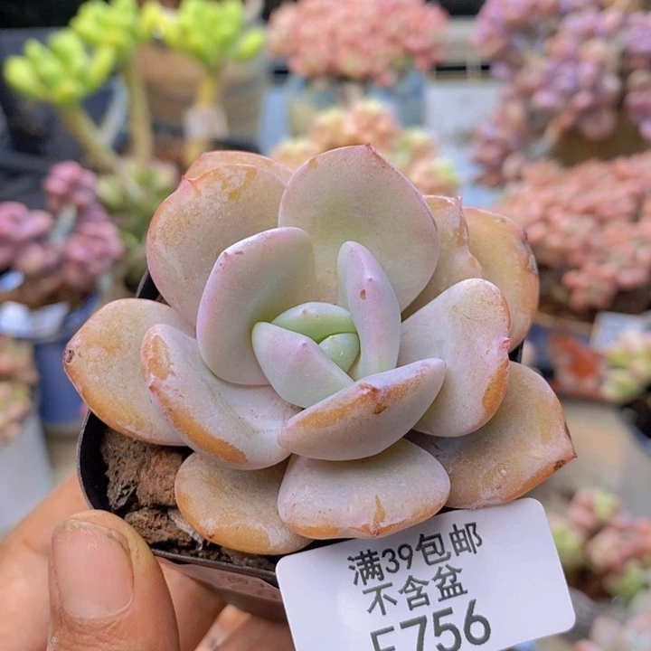 756丸叶奶茶多肉5cm