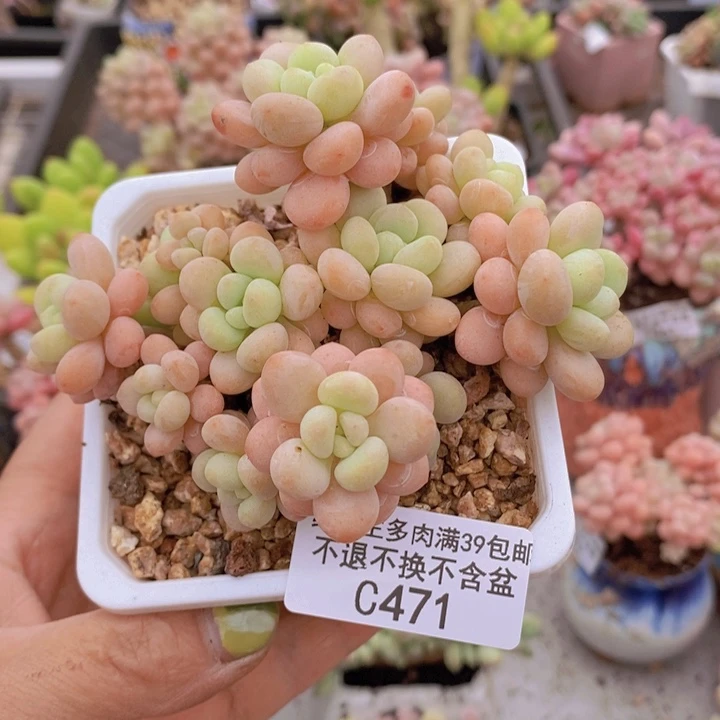 洛可可8vm471多肉植物