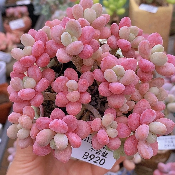 鱼子酱老桩11cm920多肉植物