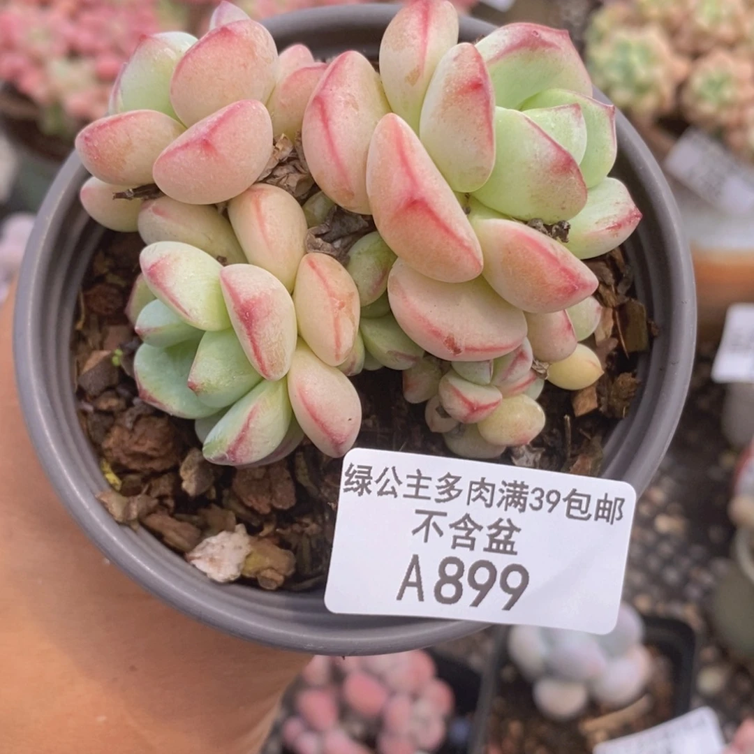 香草7cm899多肉植物