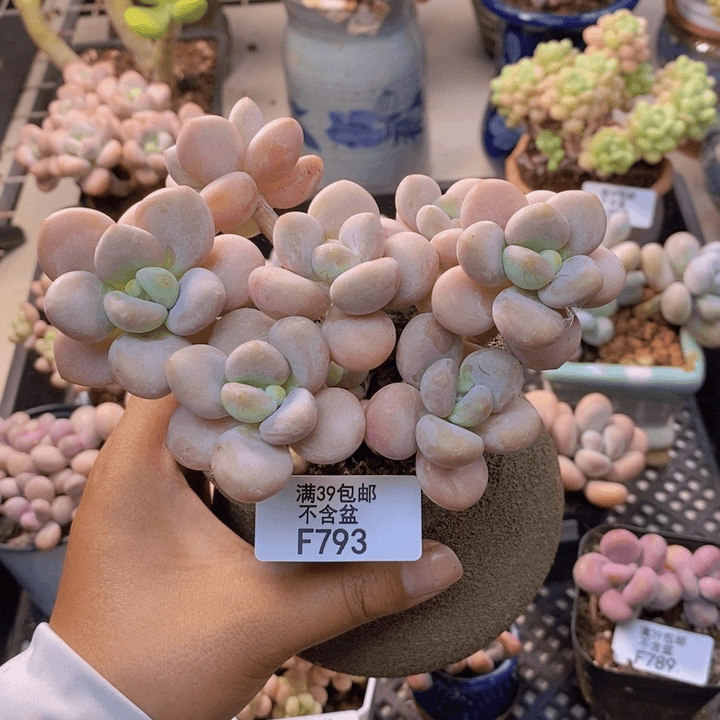 793橘子香水多肉9c m