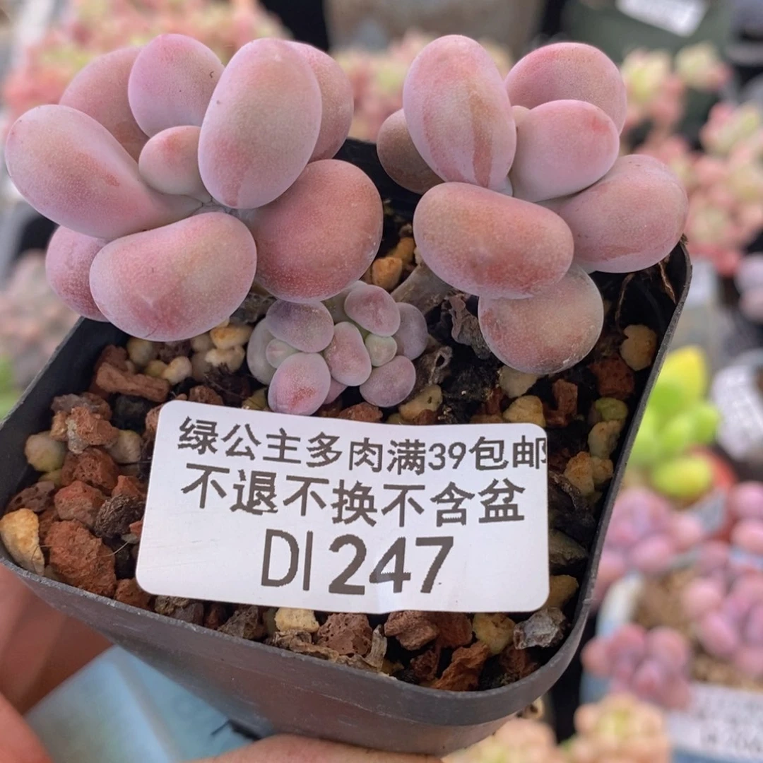 腰子桃蛋5cm247多肉植物