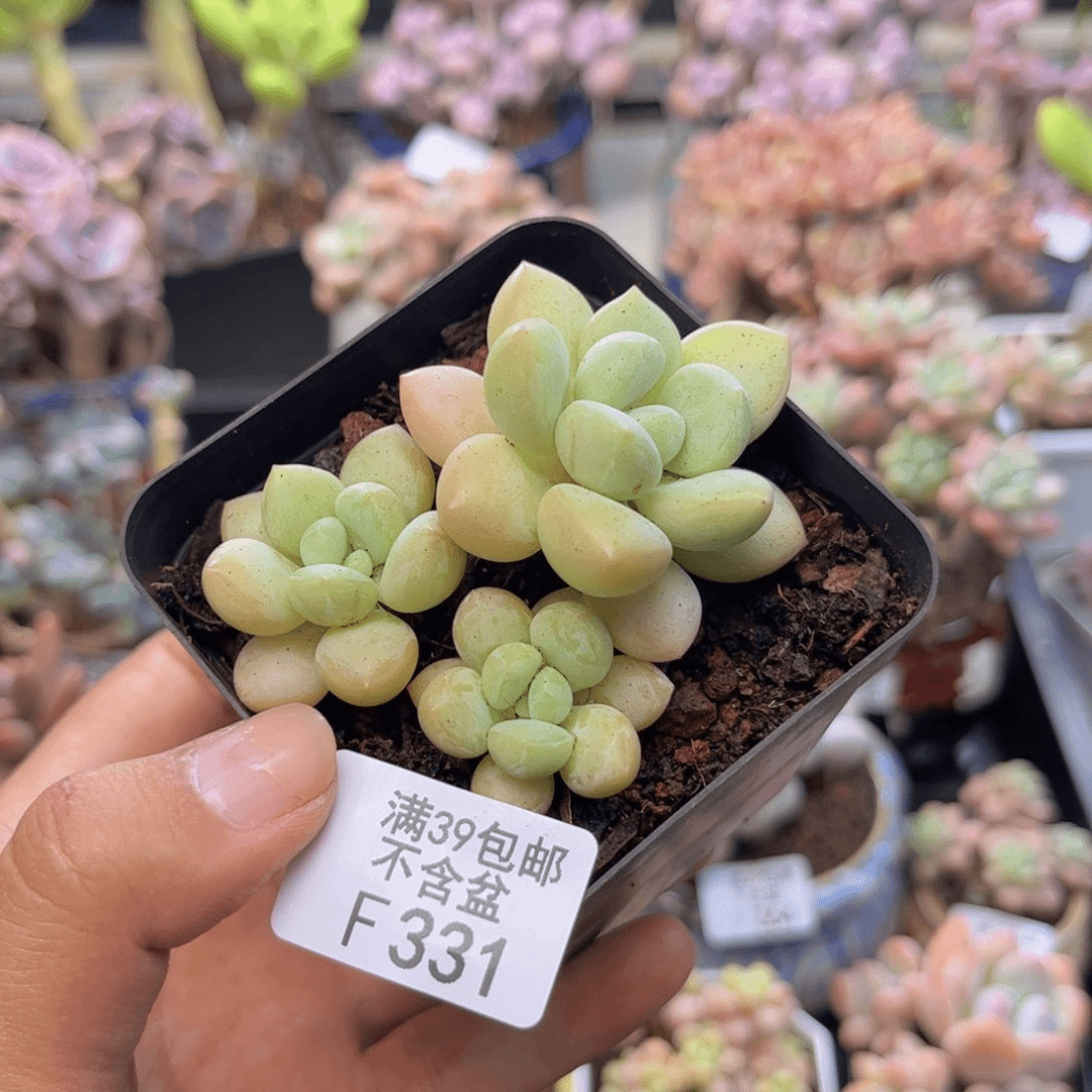 331萤火虫多肉6cm
