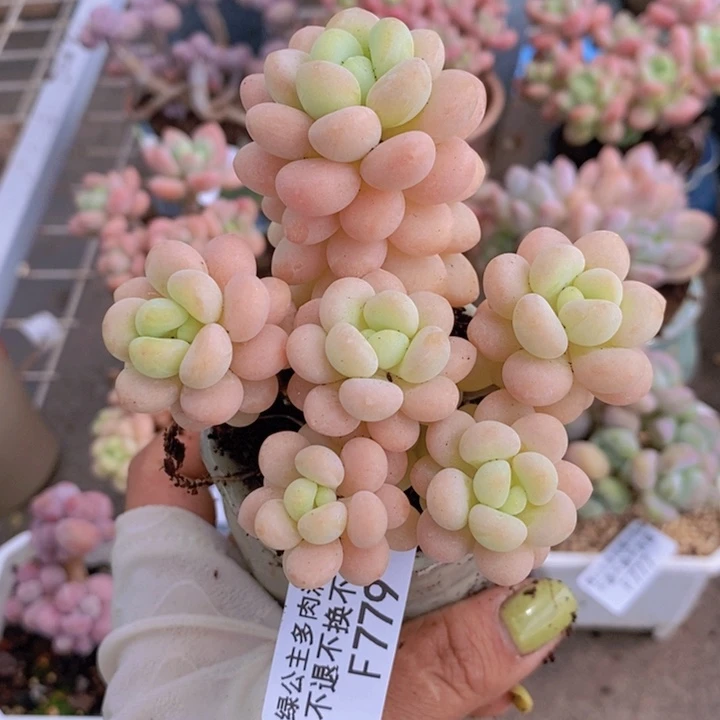 花朵洛可可779/7c m
