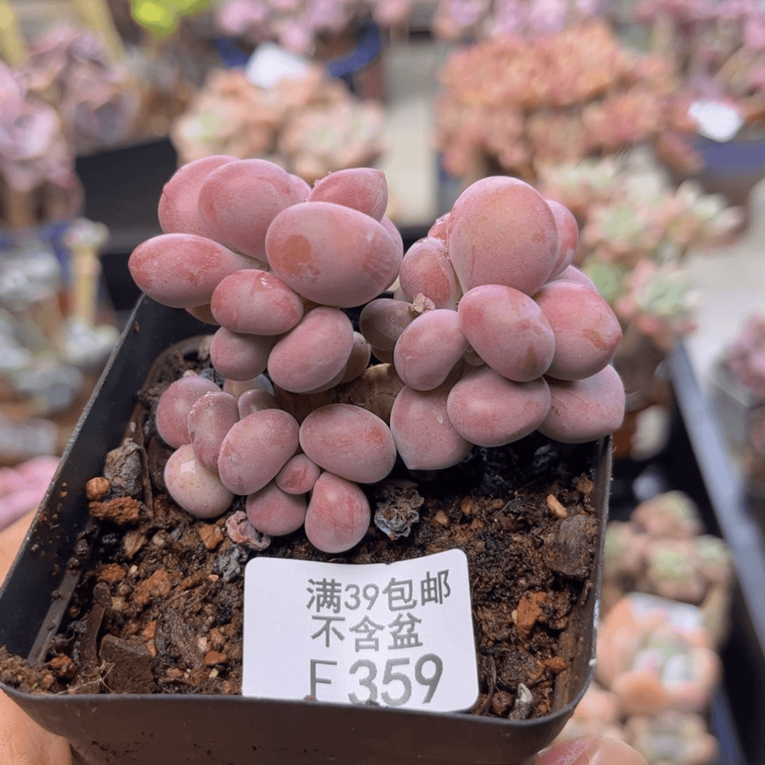 359腰子桃蛋多肉6cm