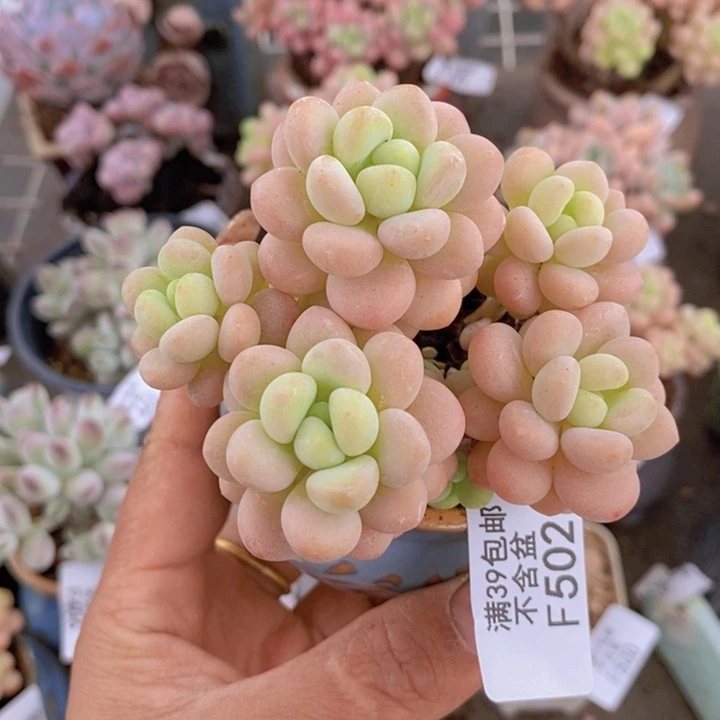 洛可可502/7cm多肉