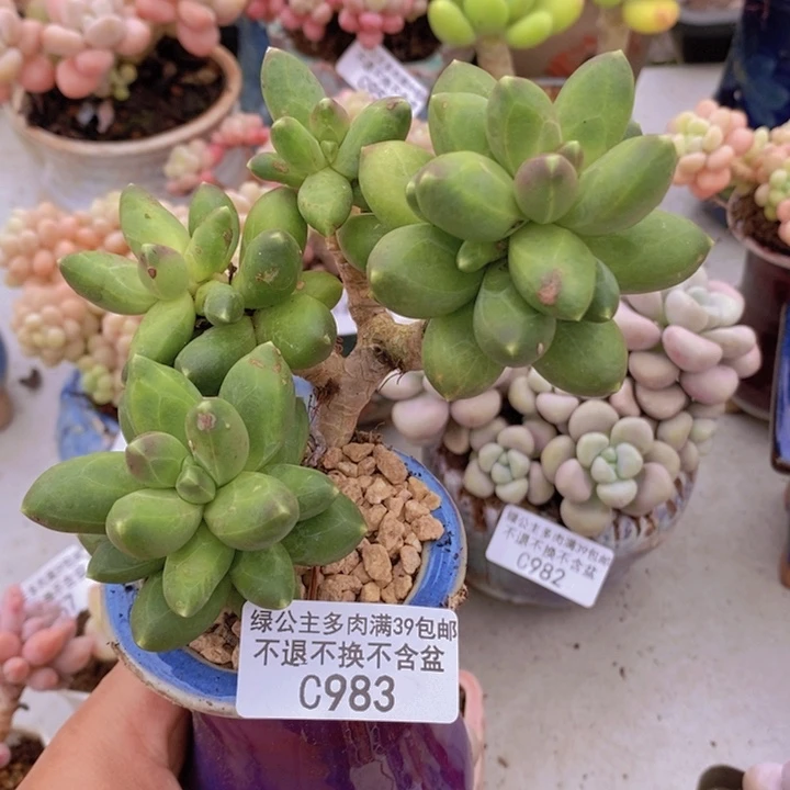 香蕉树老桩会掉叶983多肉植物