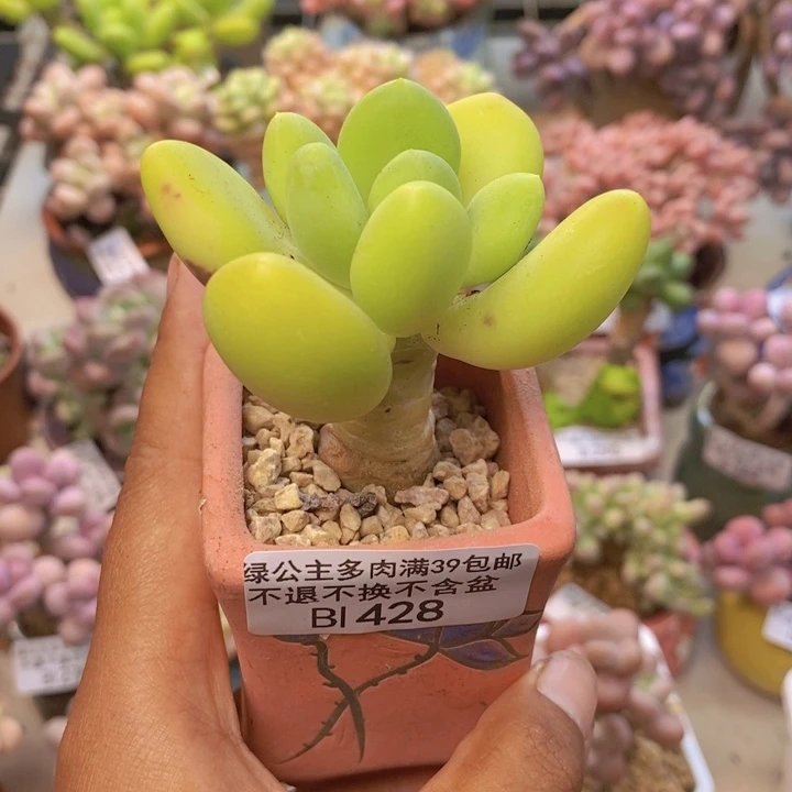 428金蟾多肉肉5c m