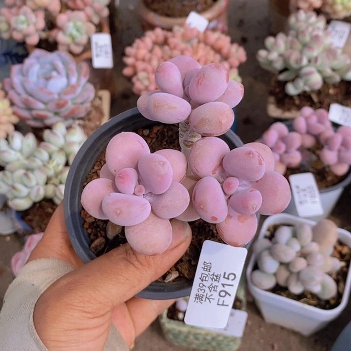 糖果桃蛋915/6c m