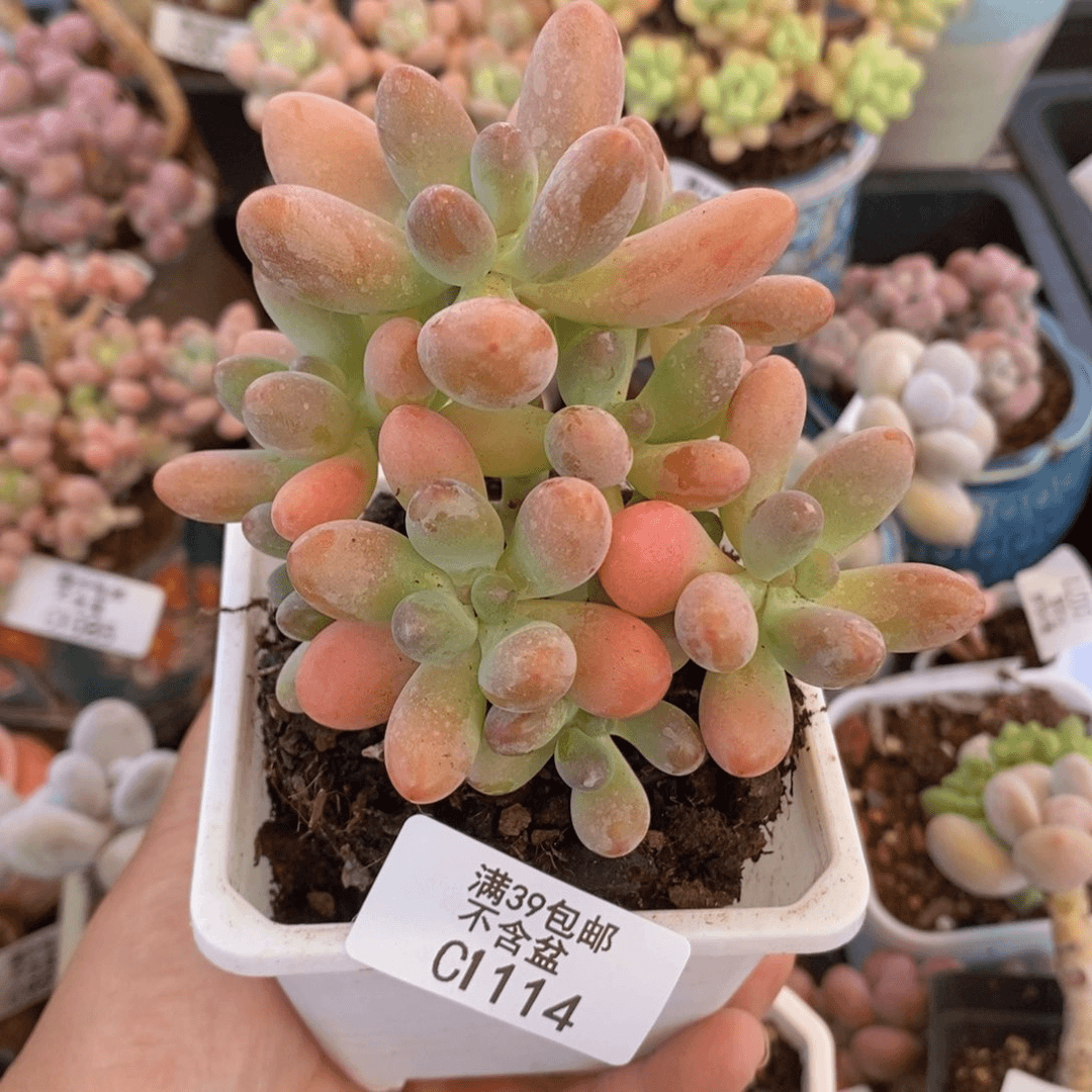 派大星9cm114多肉植物