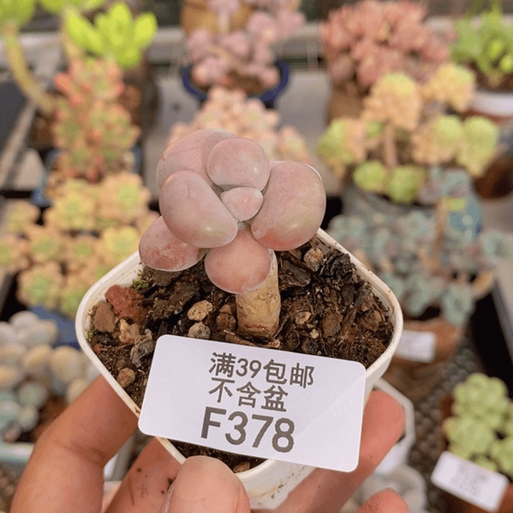 378腰子桃蛋多肉2cm