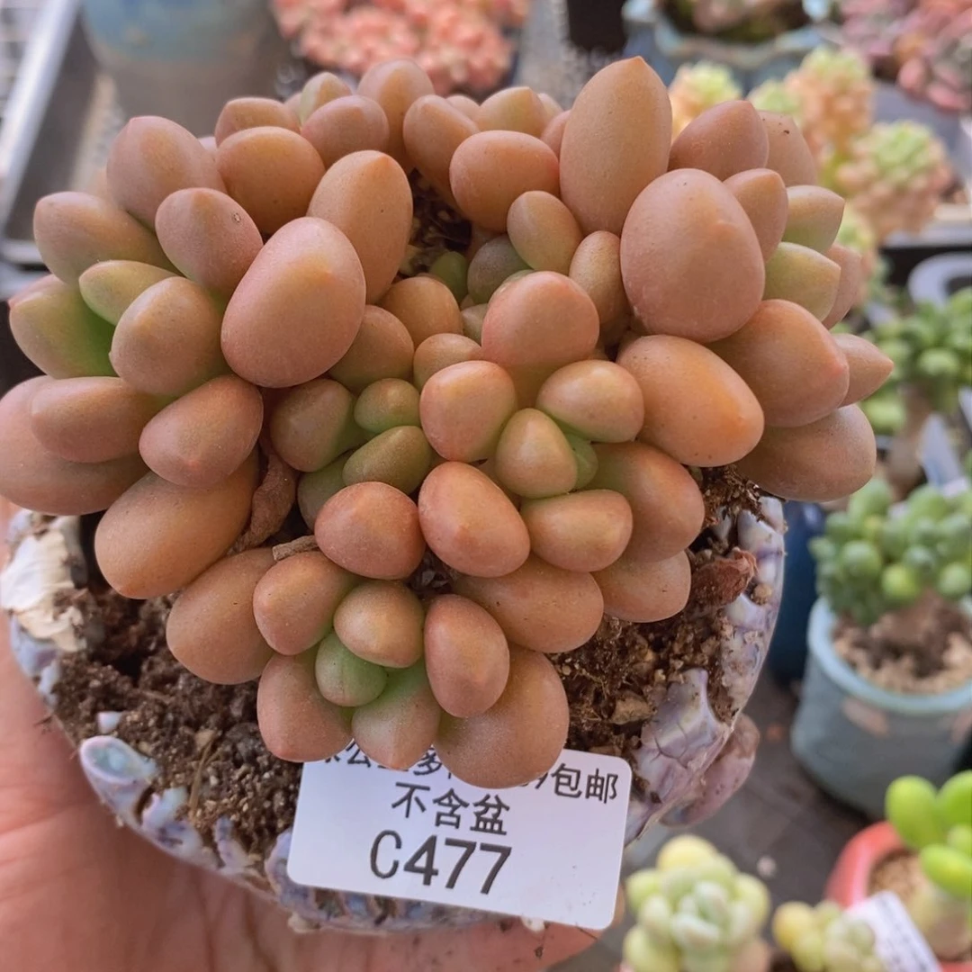 先锋派10cm477多肉植物