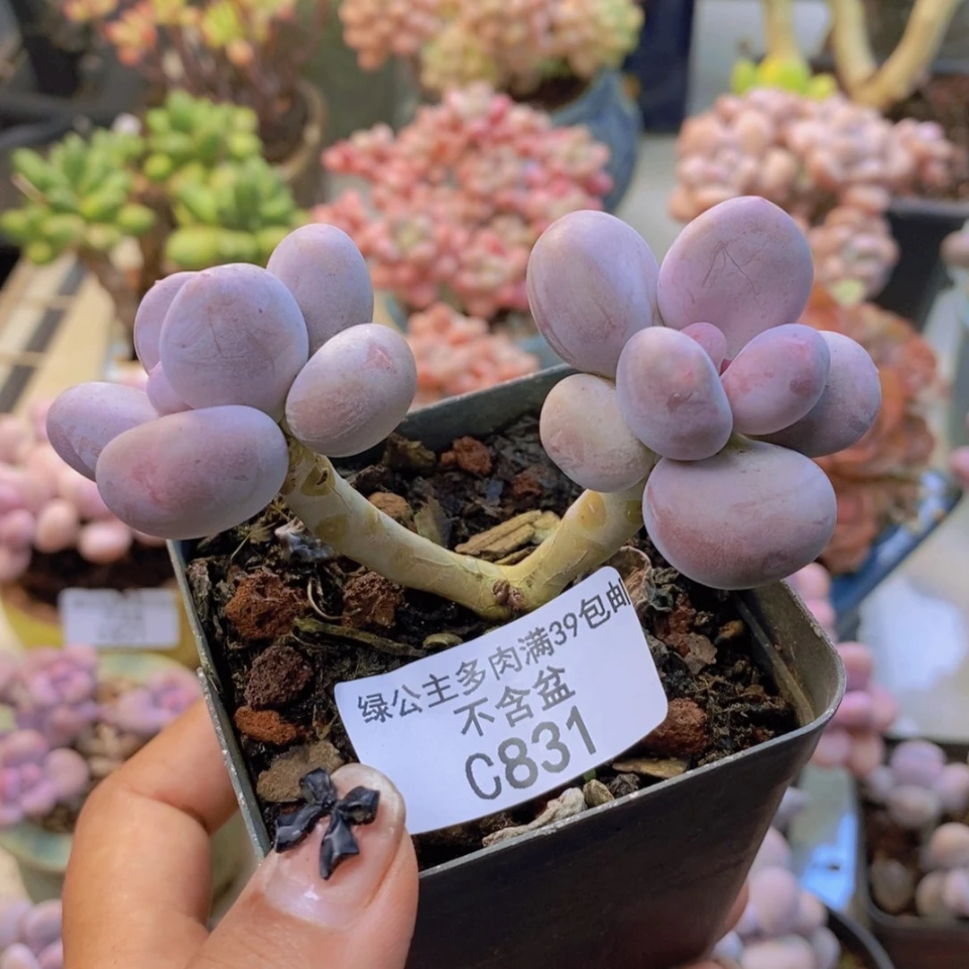 831彩虹奶多肉6c m