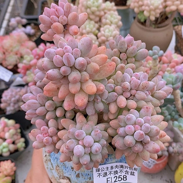 婴儿手指老桩12cm258多肉植物