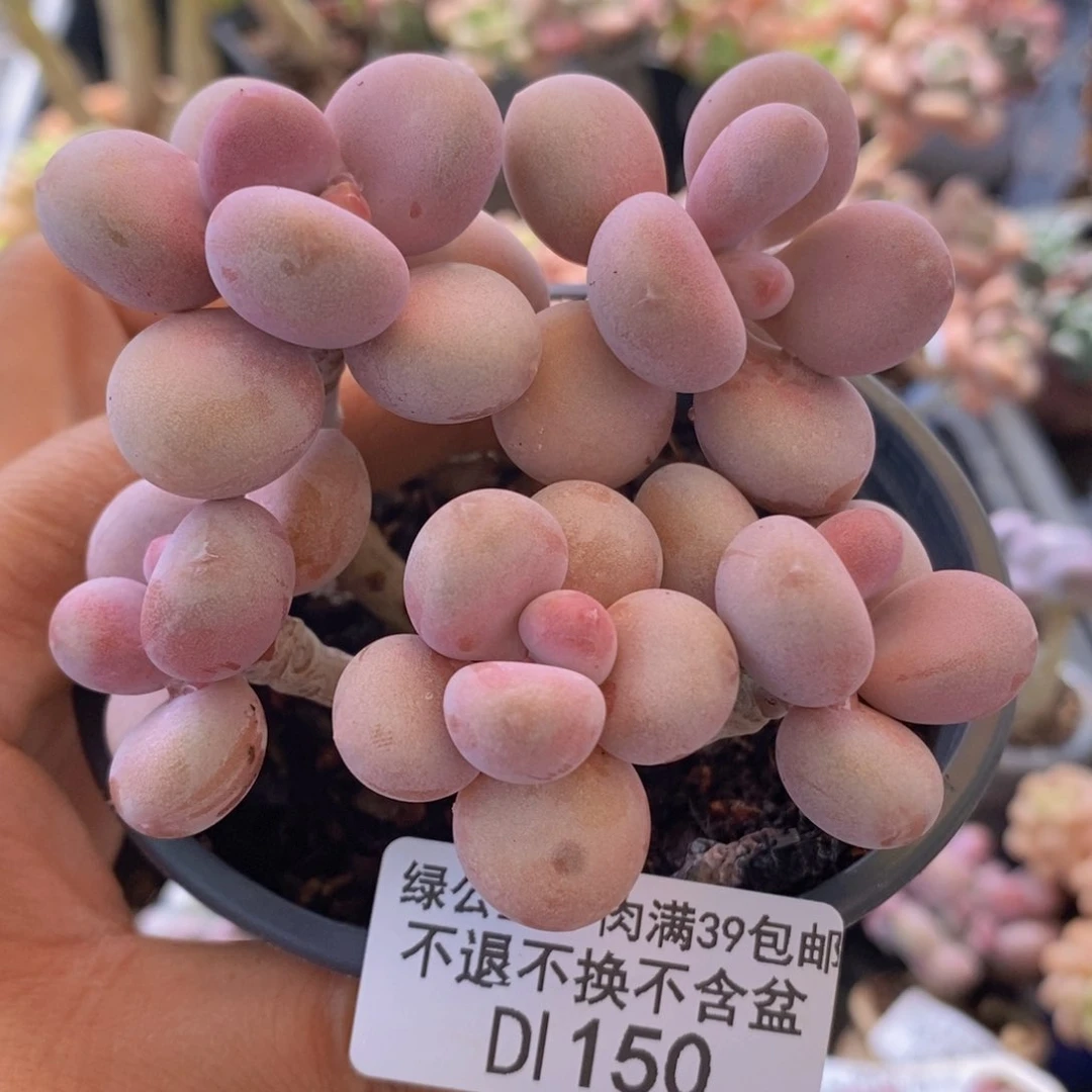 老桩桃蛋8cm150多肉植物