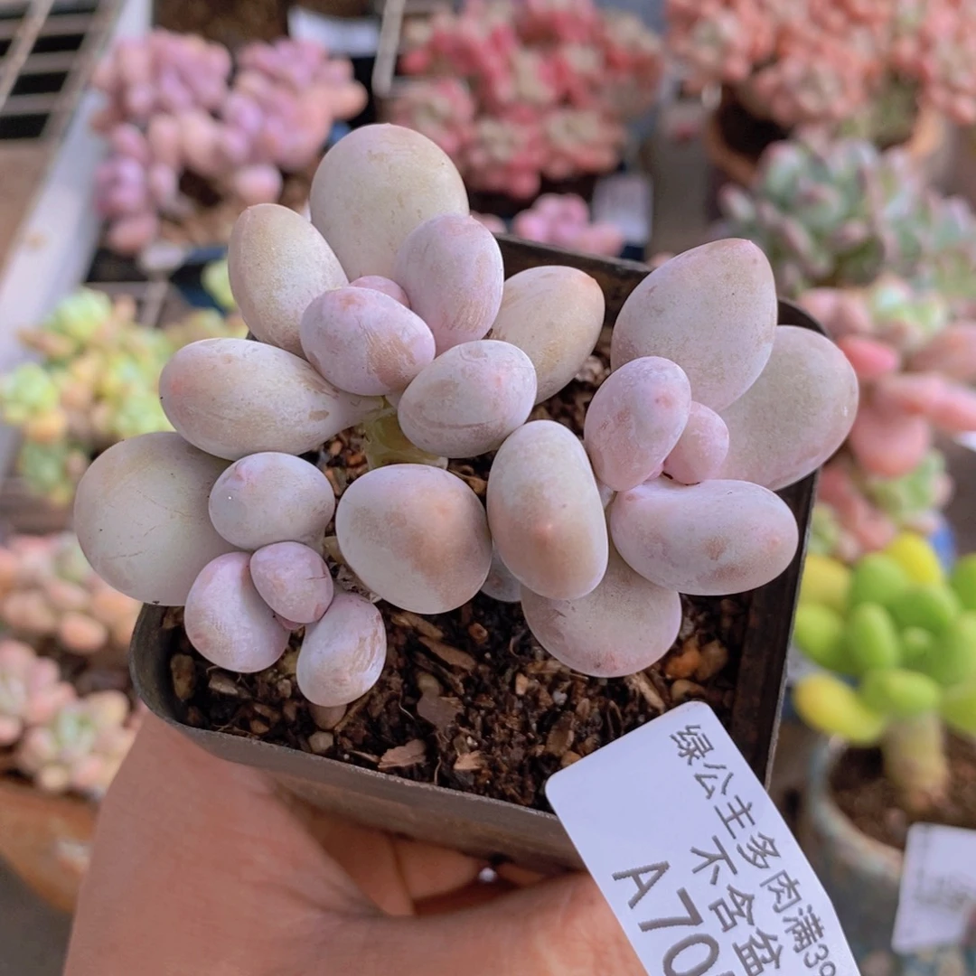 蛋黄奶酪705/7c m