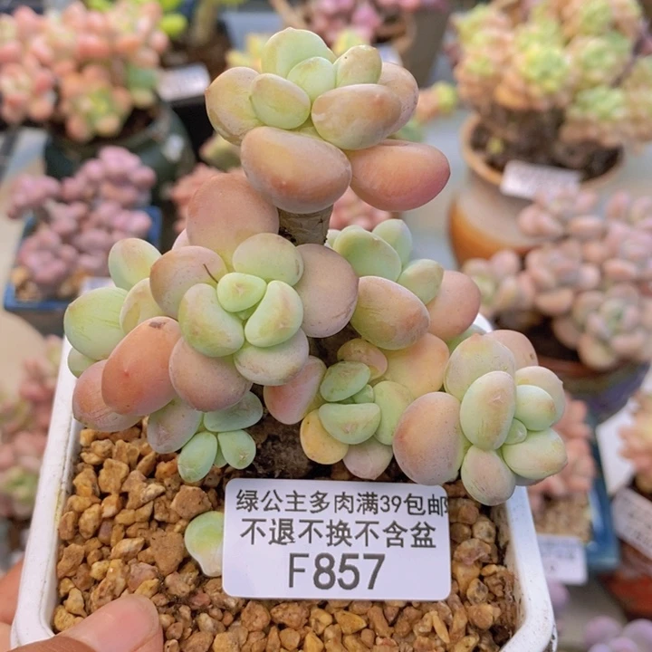 857花朵洛神多肉7cm