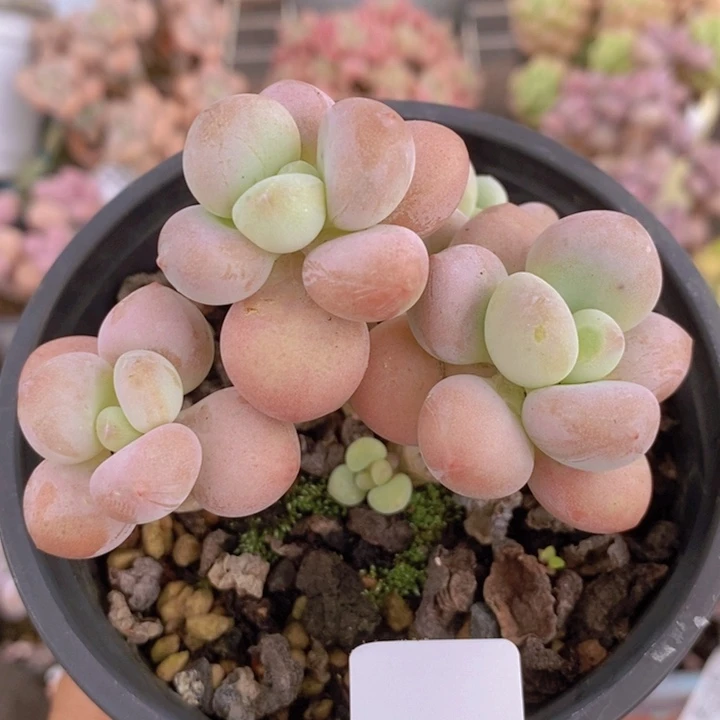 花朵洛神465/7c m