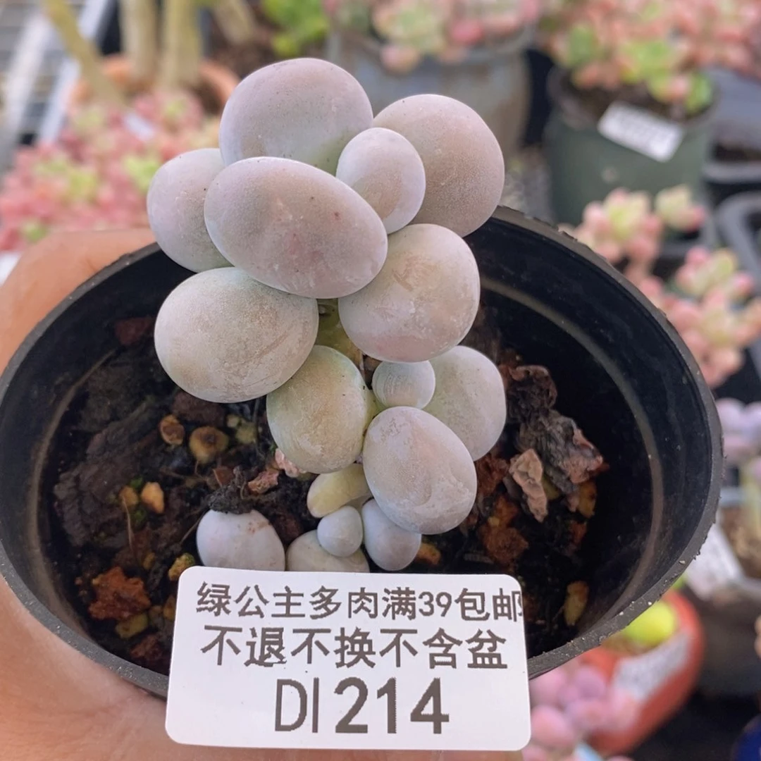 芭比奶洛5cm214多肉植物