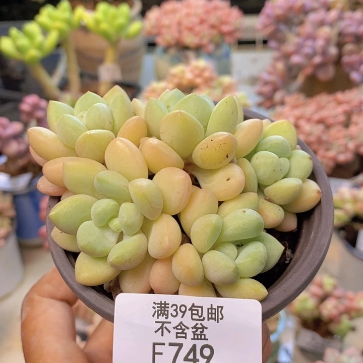 749萤火虫多肉7cm