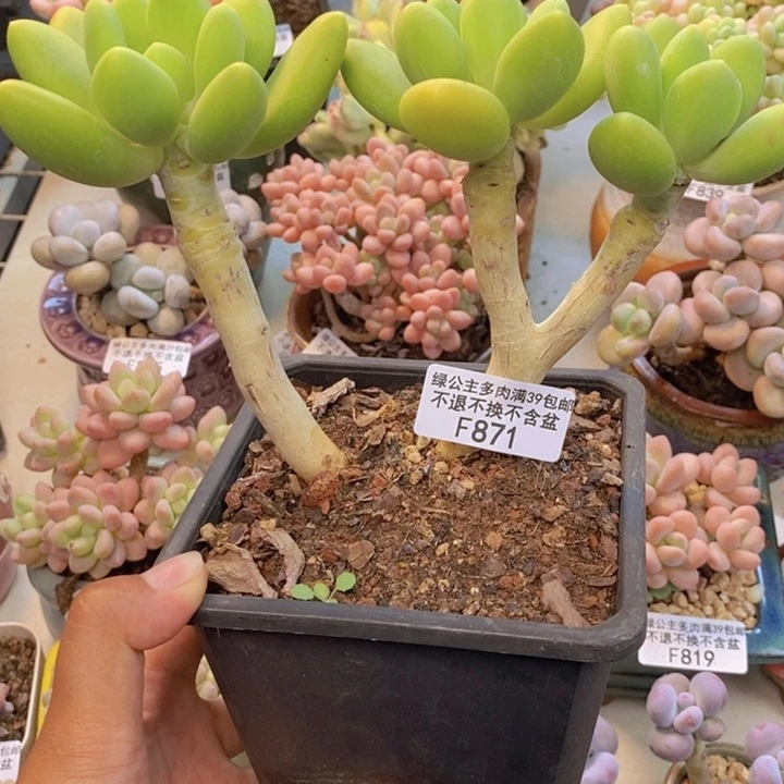 871金蟾多肉整13cm