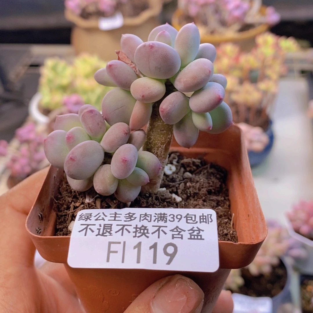 119苹果奶四代多肉4c m