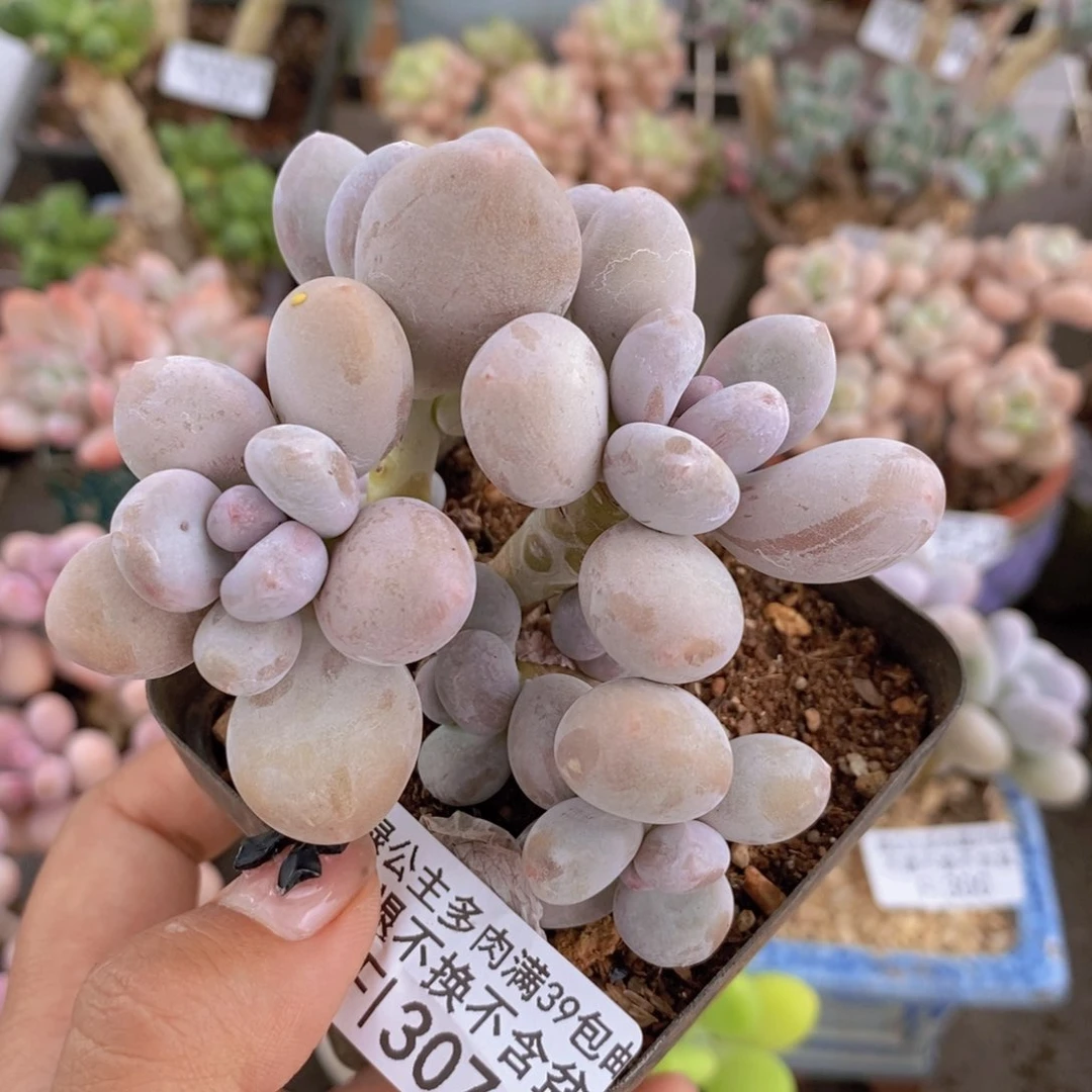 307蛋黄奶多肉7c m