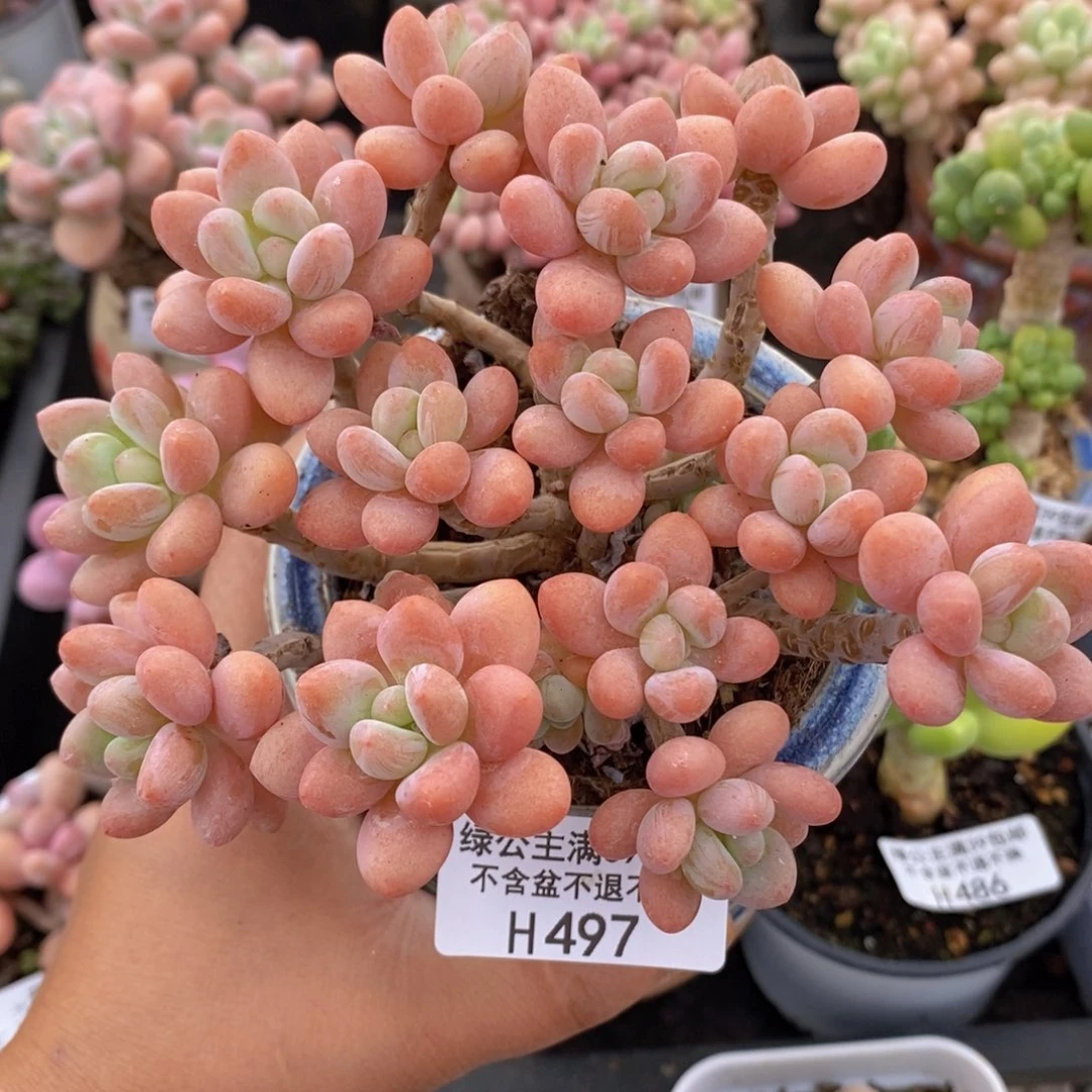 鱼子酱老桩12cm497多肉植物