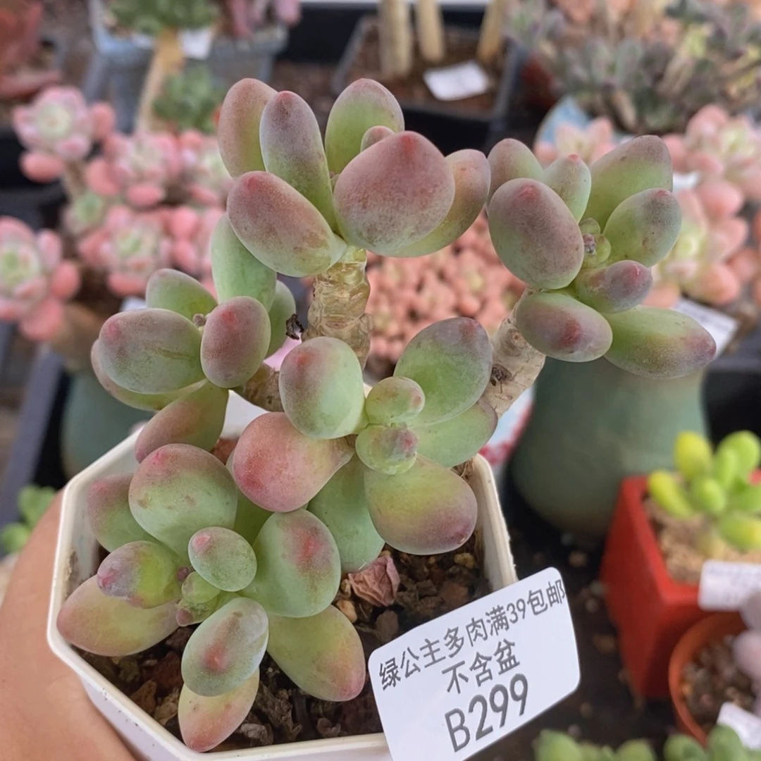 樱花奶老桩7vm299多肉植物
