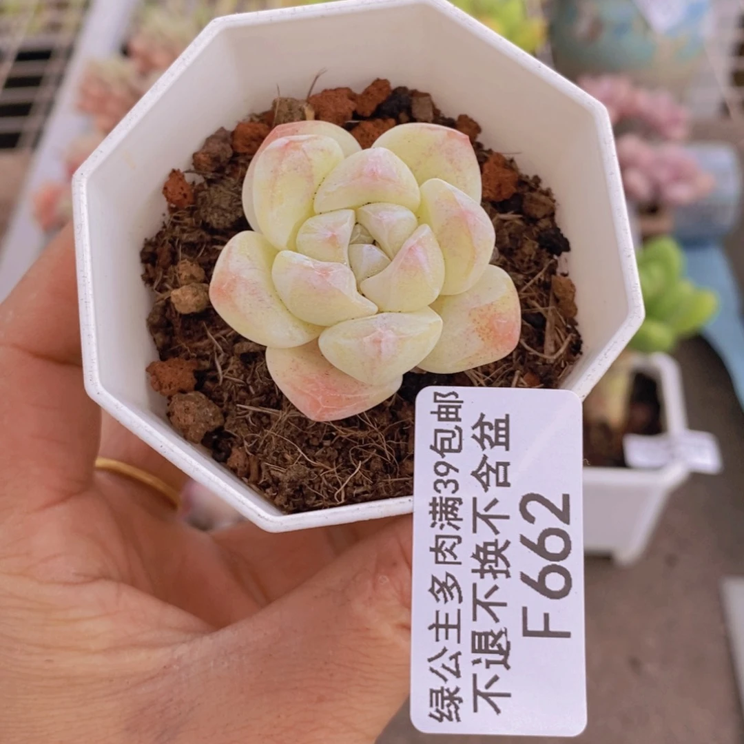 冰玉662/4cm多肉