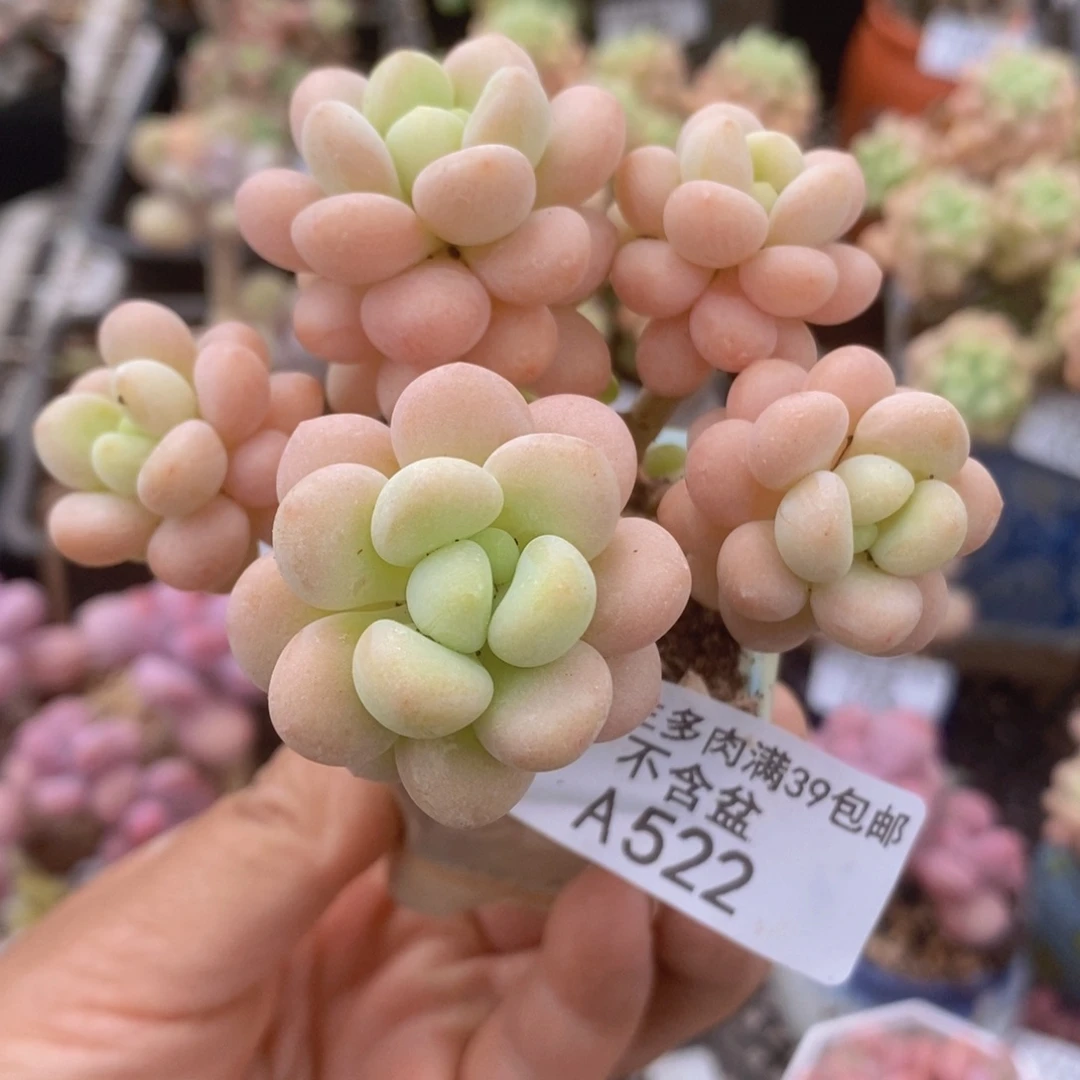 洛可可6cm522多肉植物