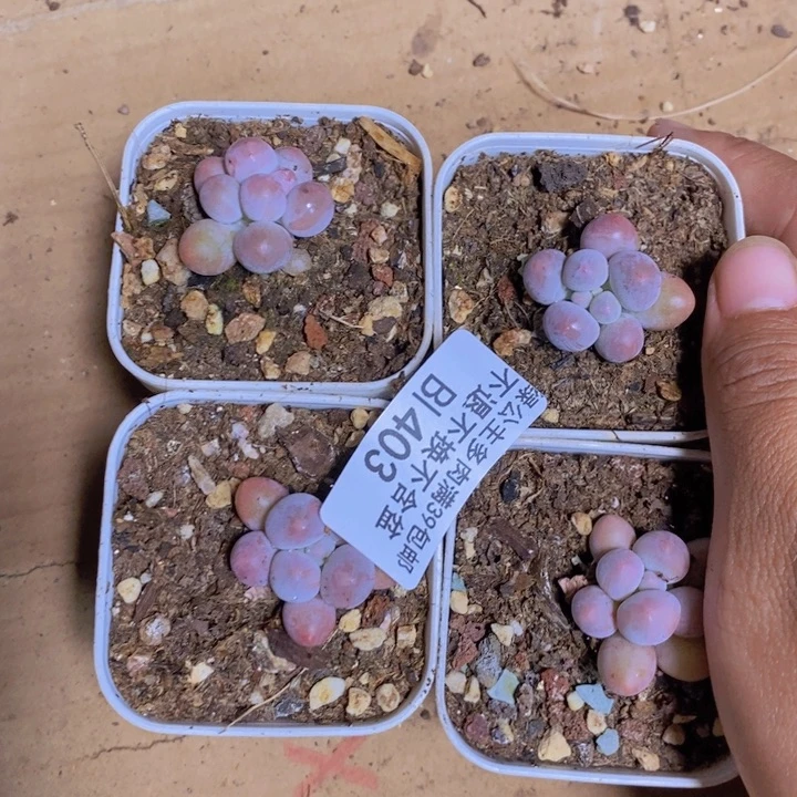403粉泡泡四颗1.5cm