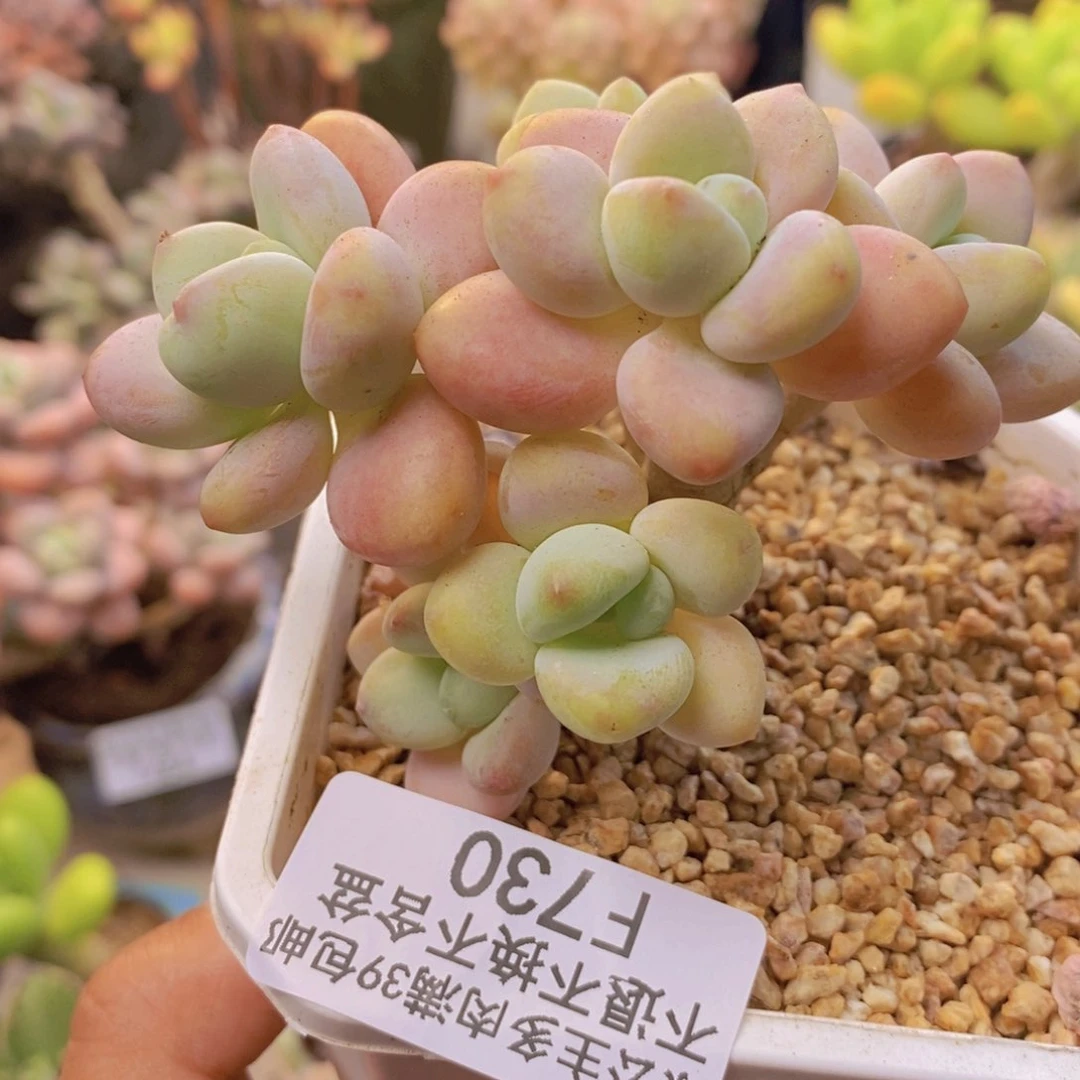 730花朵洛神多肉7cm