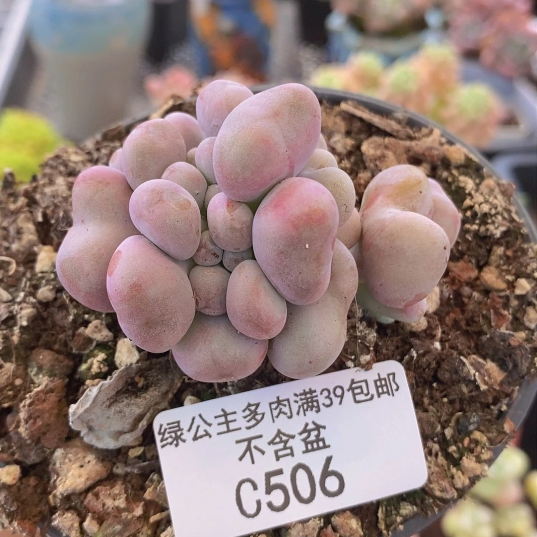 爱心桃蛋5cm506多肉植物
