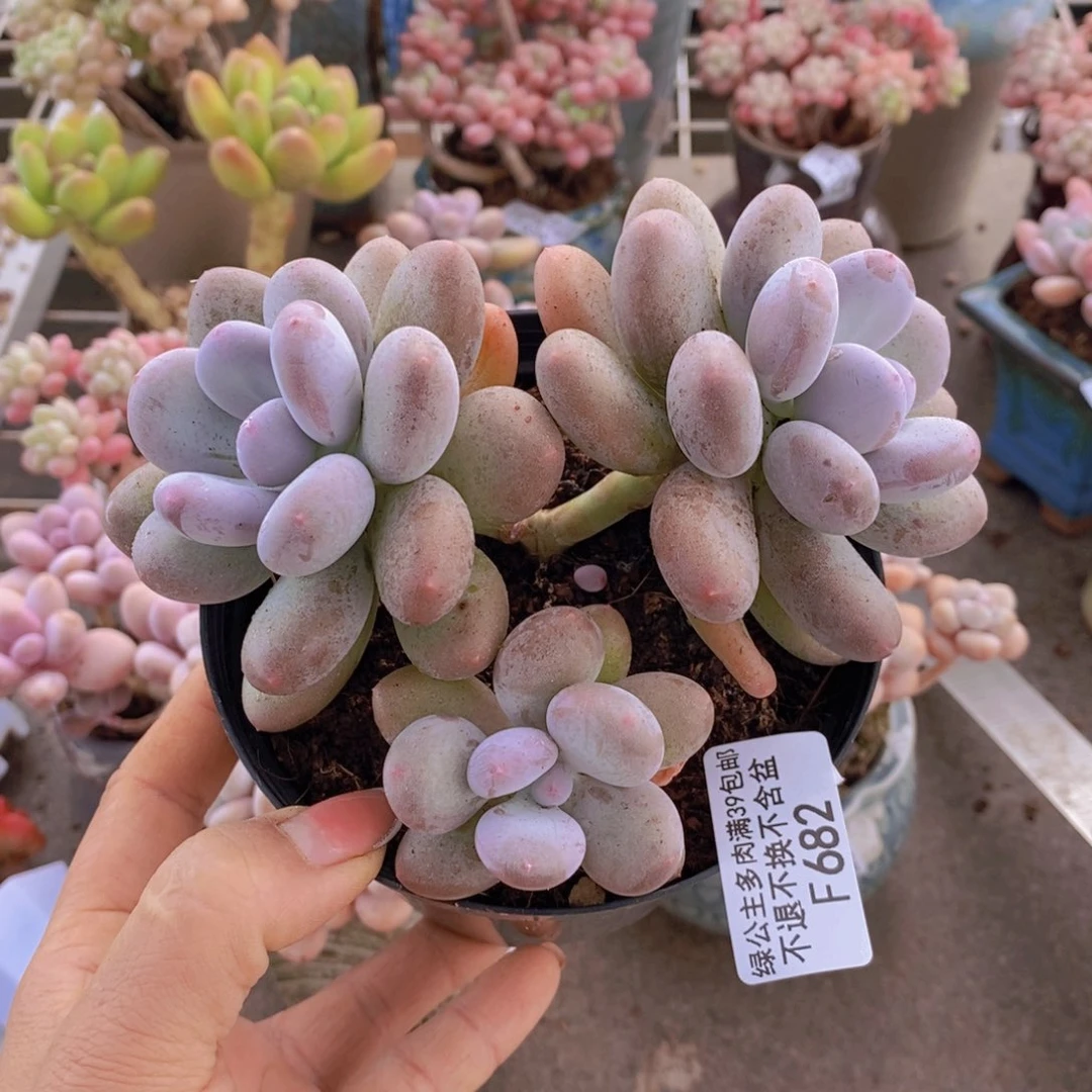 原始奶酪682/10c m