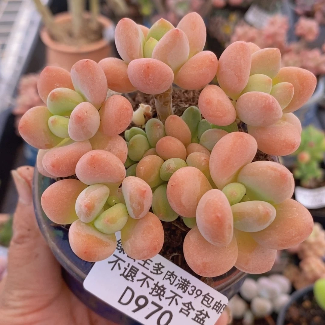 香水洛神老桩8cm970多肉植物