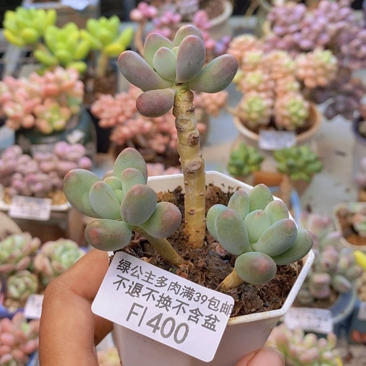 400苹果奶多肉5cm