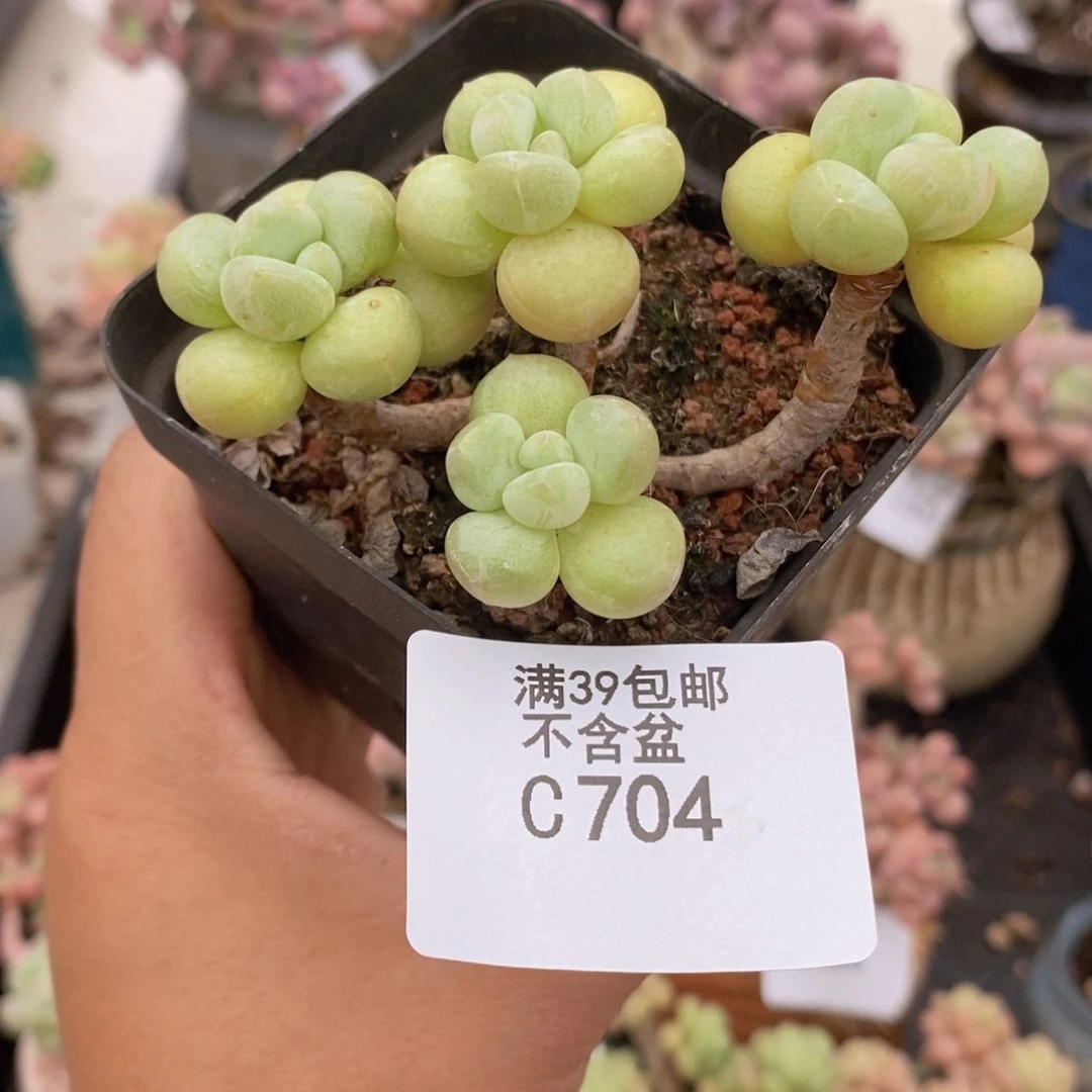 萤火虫老桩704多肉植物