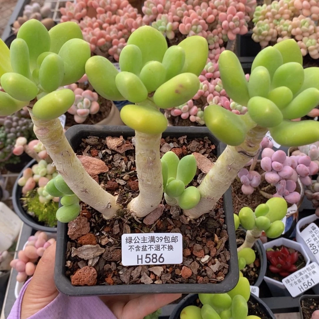 金蟾老桩586多肉植物