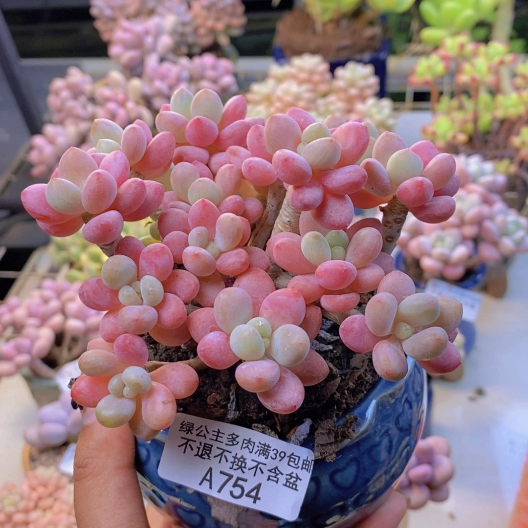 754鱼子酱多肉10c m