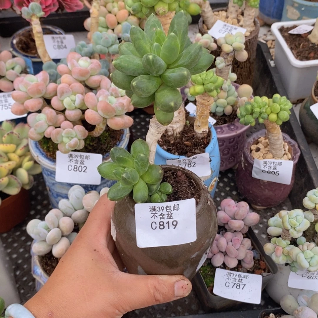 香蕉树老桩会掉叶819多肉植物