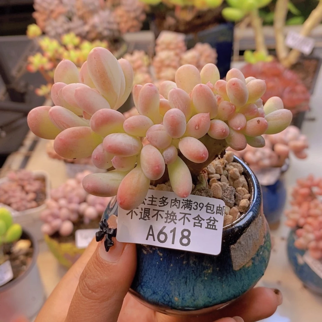 618苹果奶四代缀多肉8c m