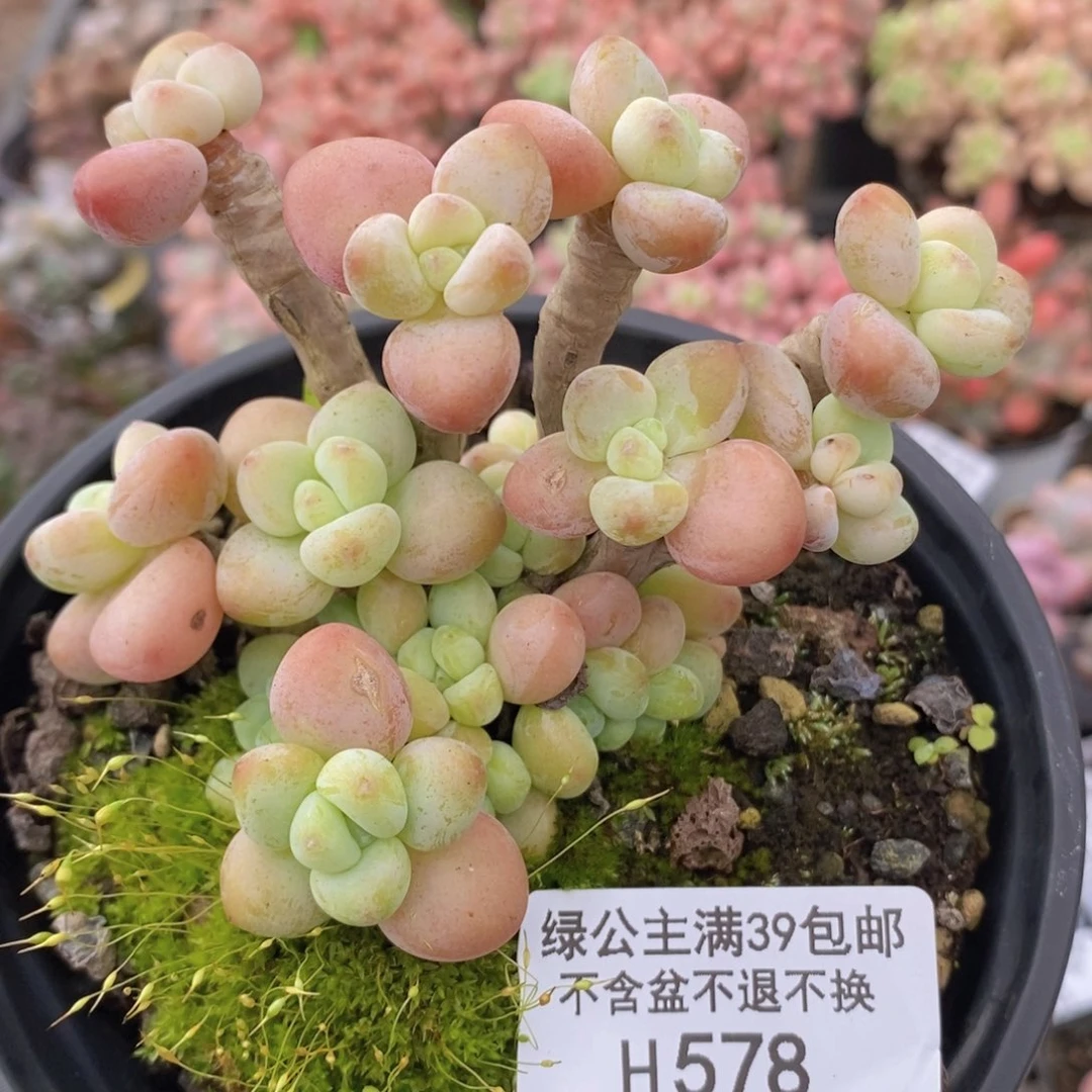 橘子香水洛神578多肉植物