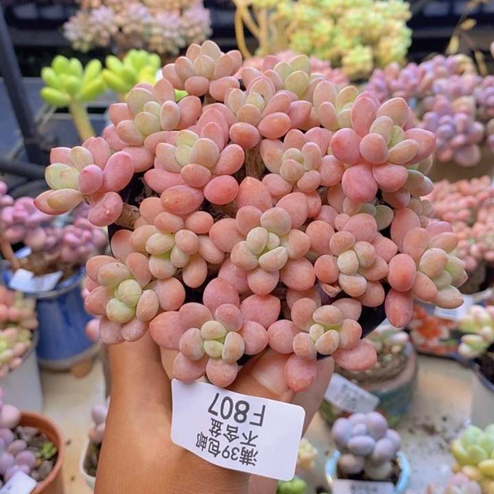 807鱼子酱多肉11cm