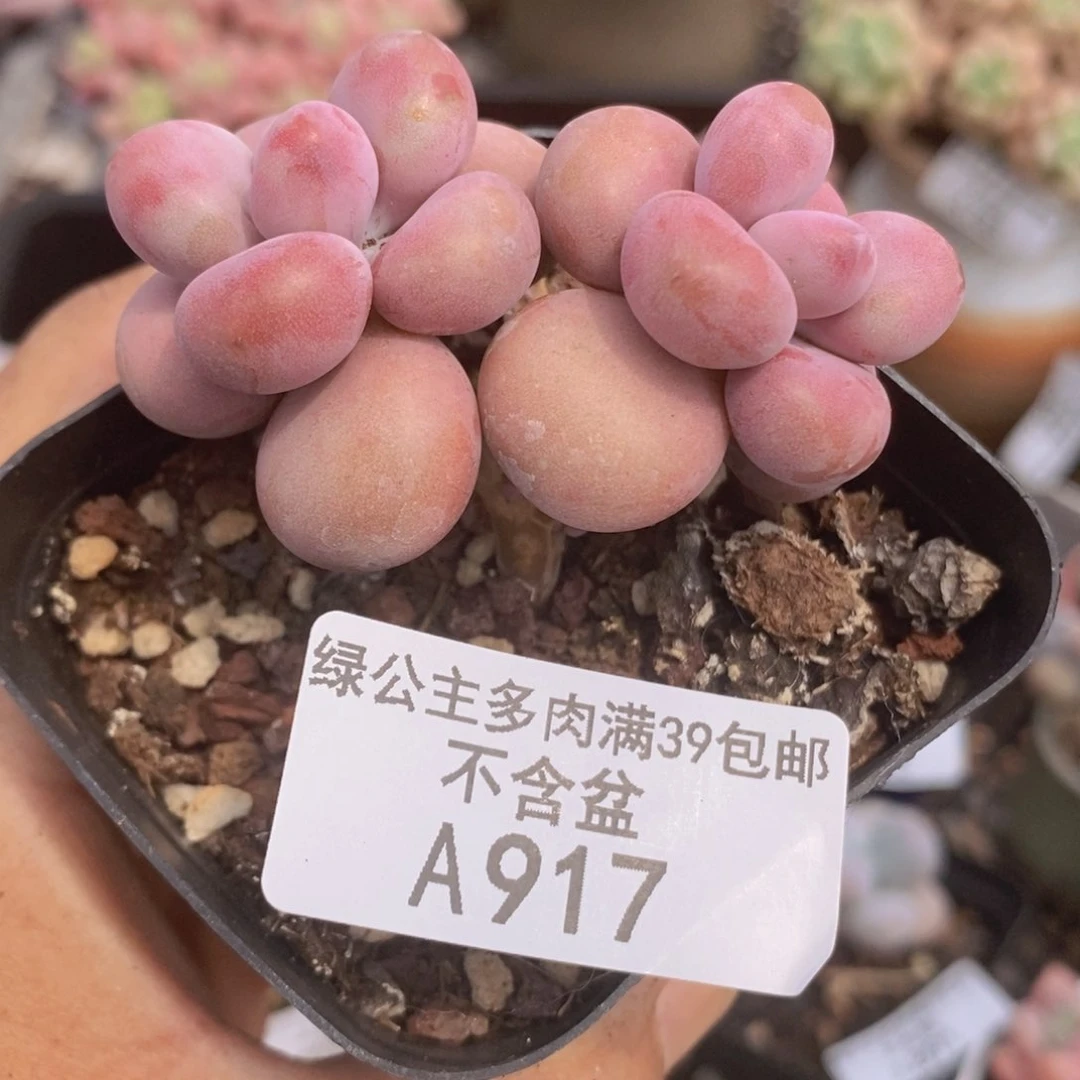 腰子桃蛋5cm917多肉植物
