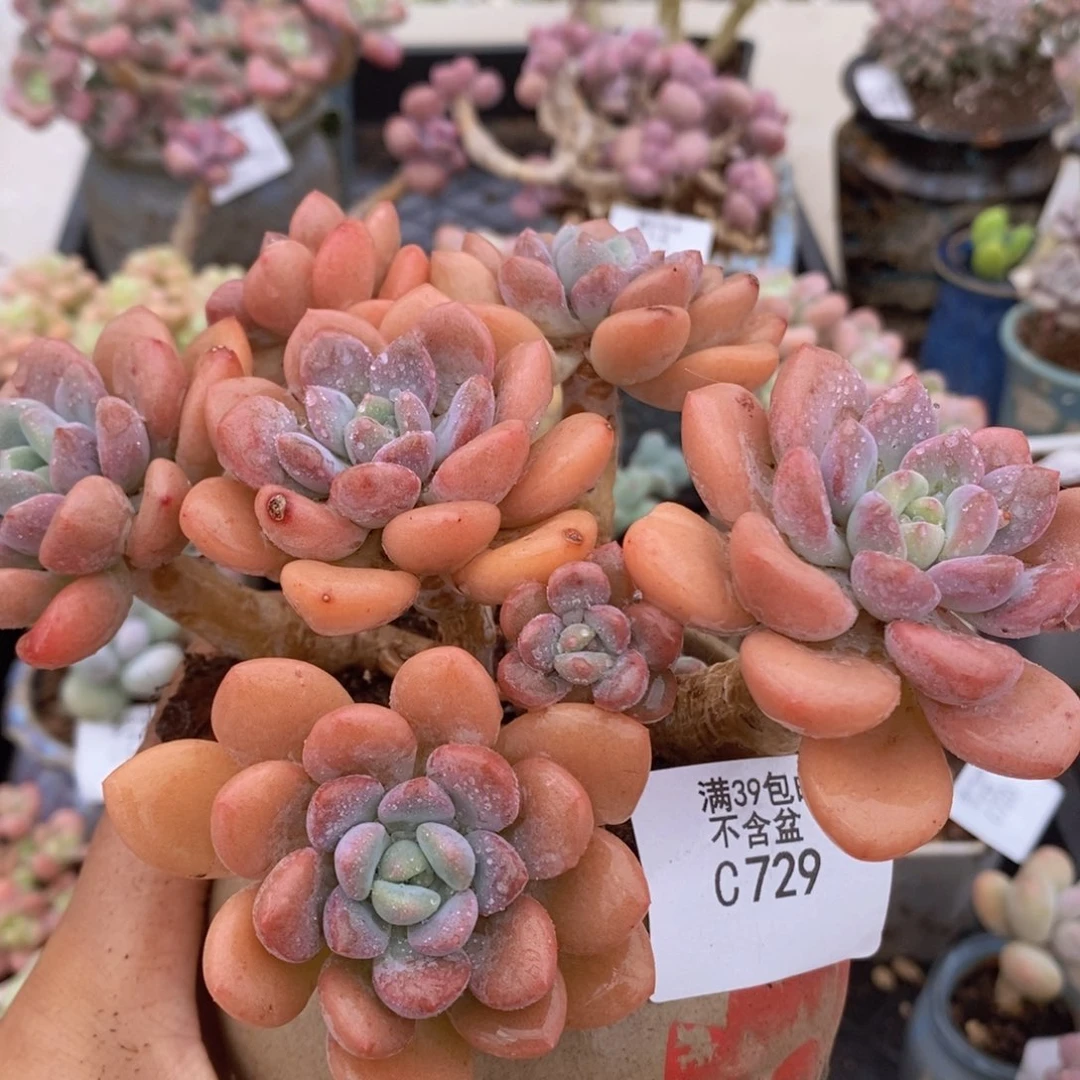 白鹭老桩12cm729多肉植物