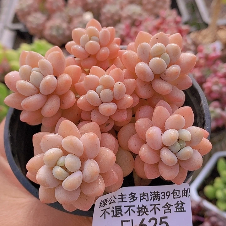 洛可可运输会掉叶8cm625多肉植物
