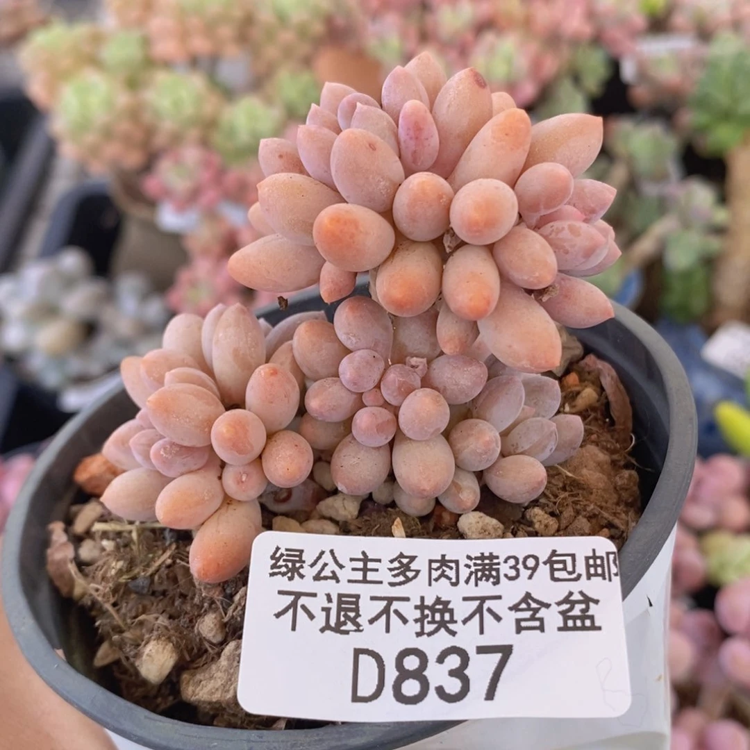 婴儿手指老桩5cm837多肉植物